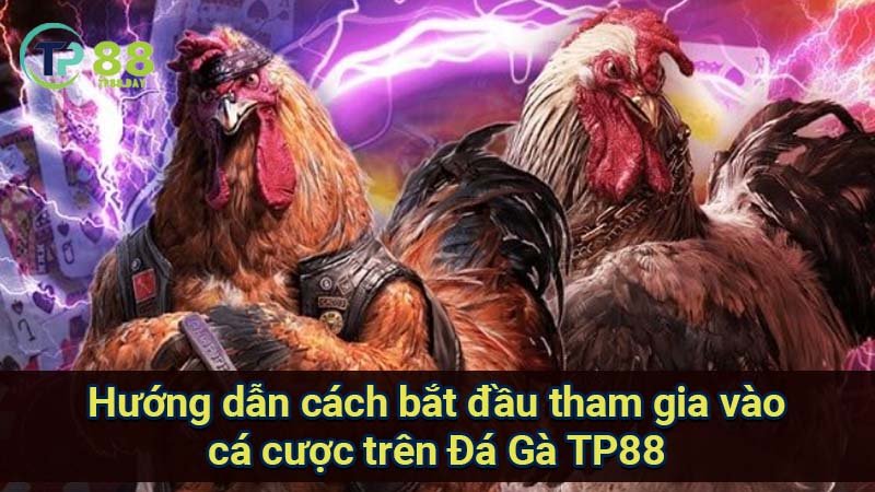 Đá Gà TP88 - Khám Phá Thế Giới Cá Cược Đầy Hấp Dẫn Và Kỳ Thú 3 huong-dan-cach-bat-dau-tham-gia-vao-ca-cuoc-tren-da-ga-tp88